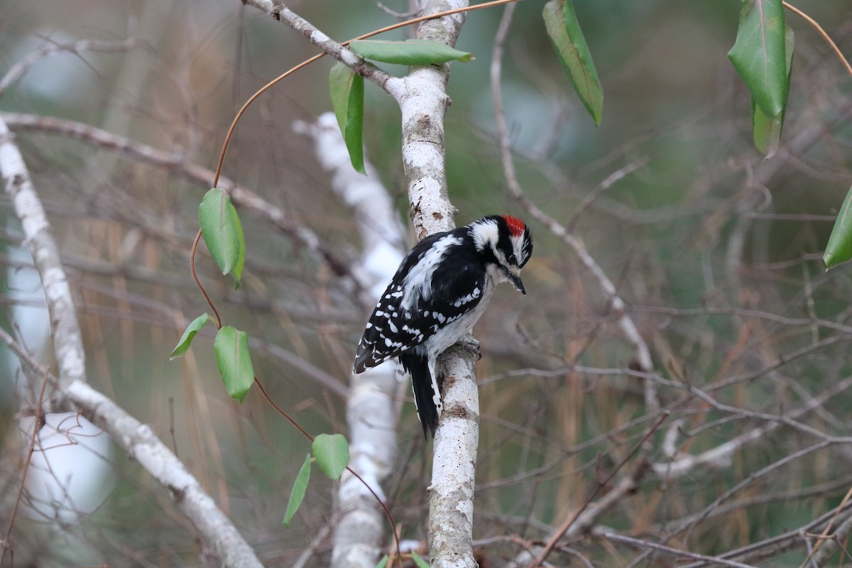 Downy Woodpecker - ML631017919