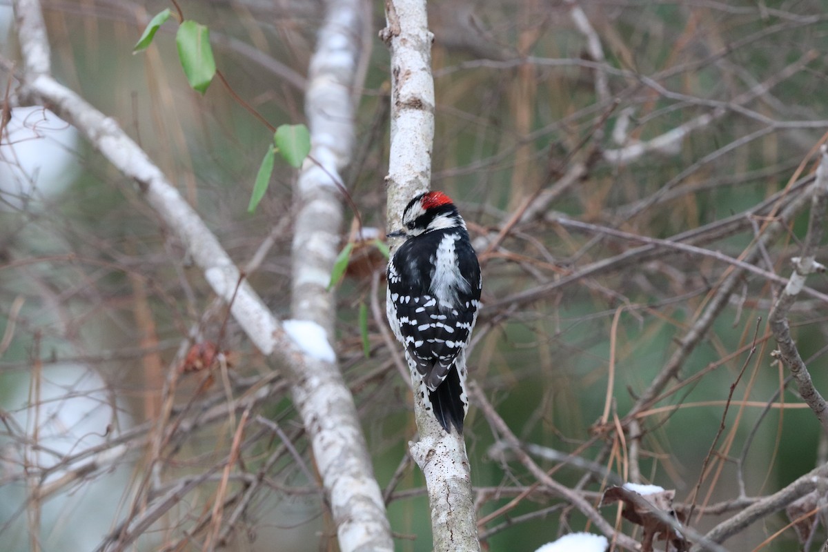 Downy Woodpecker - ML631017920