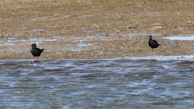 Black Stilt - ML631018046