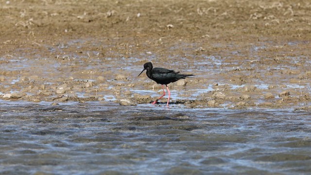 Black Stilt - ML631018047