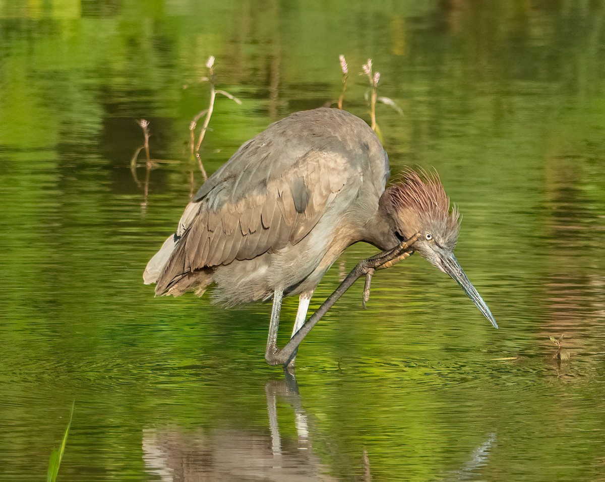 Reddish Egret - ML631018224