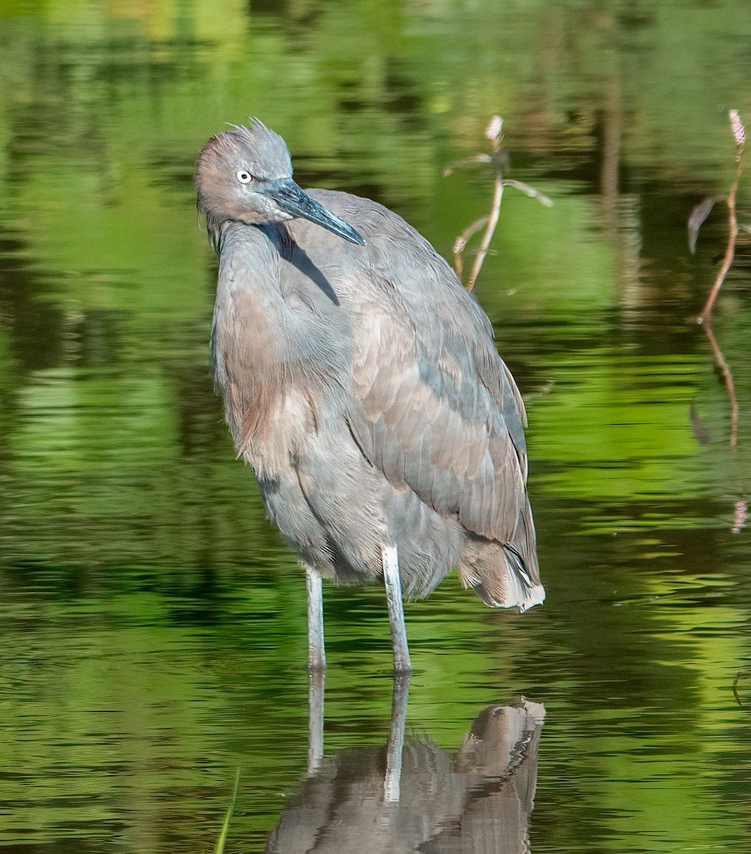 Reddish Egret - ML631018279