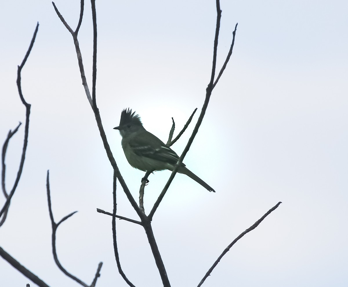 Yellow-bellied Elaenia - ML631018305