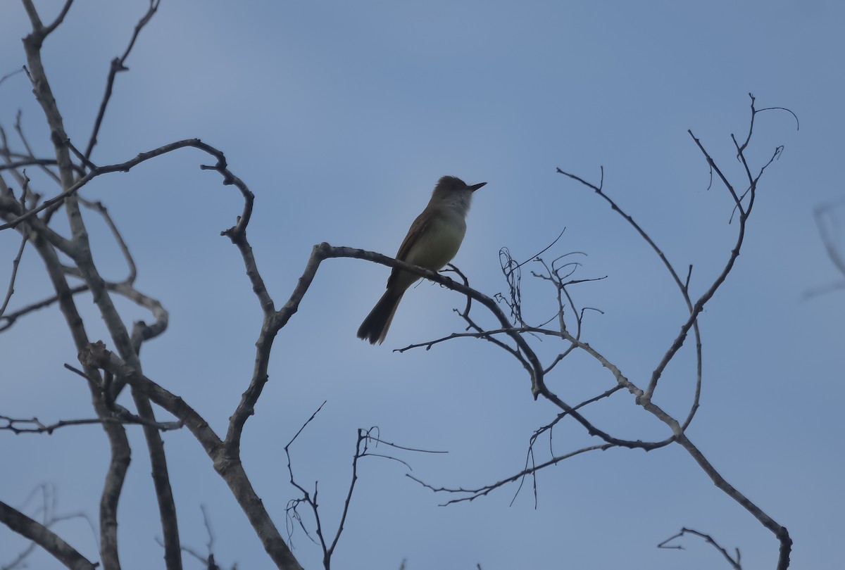 Dusky-capped Flycatcher - ML631018320