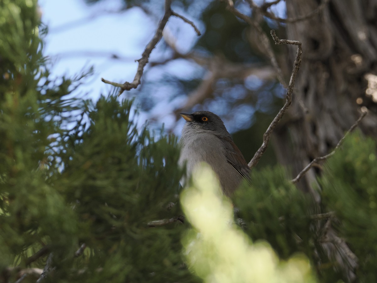 Yellow-eyed Junco - ML631018324