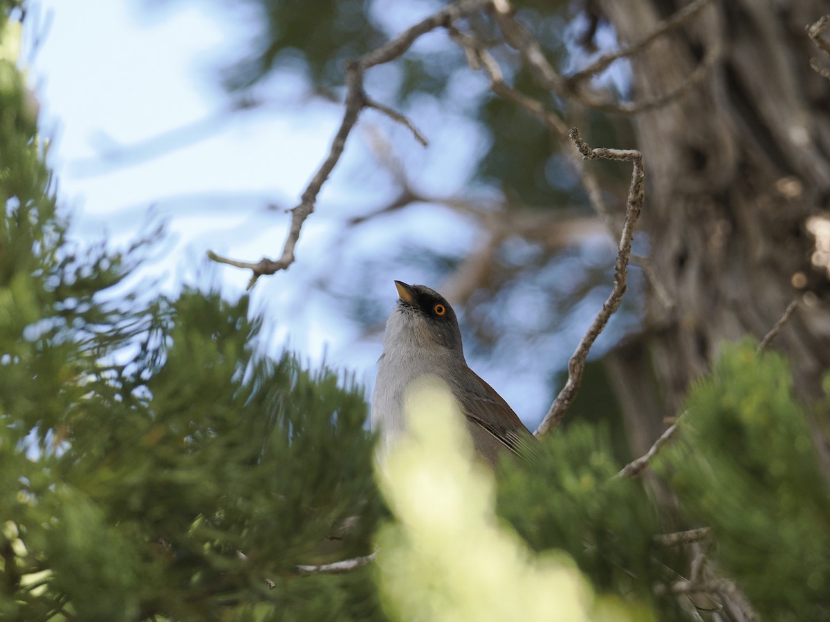 Yellow-eyed Junco - ML631018347