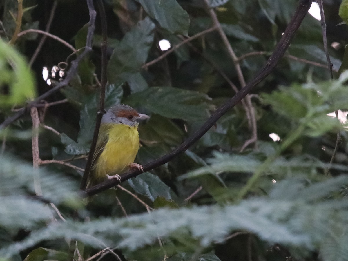 Rufous-browed Peppershrike - ML631018457