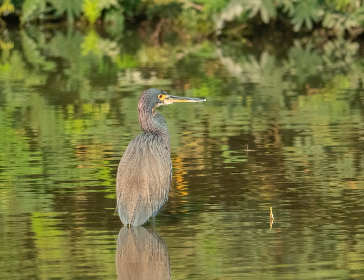 Tricolored Heron - ML631018478