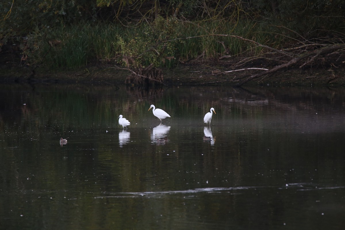 Цасч дэглий - ML631018497