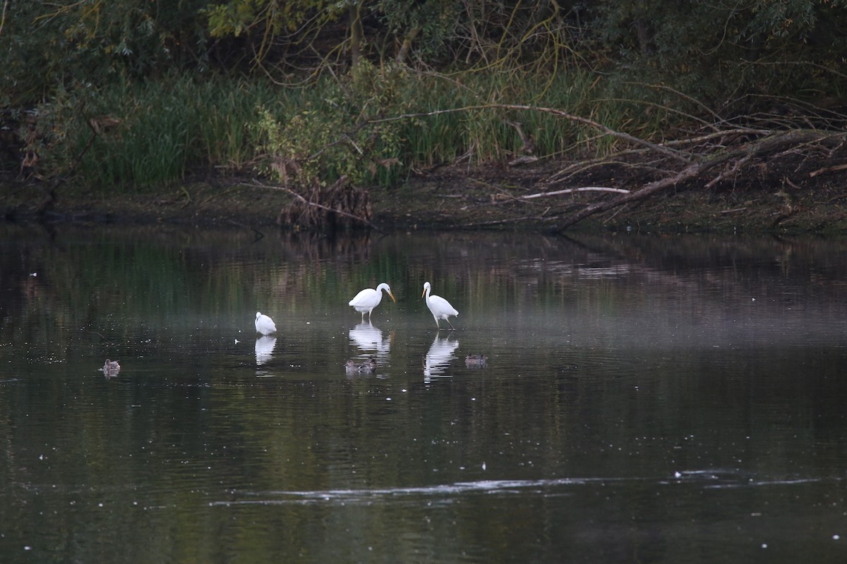 Цасч дэглий - ML631018501