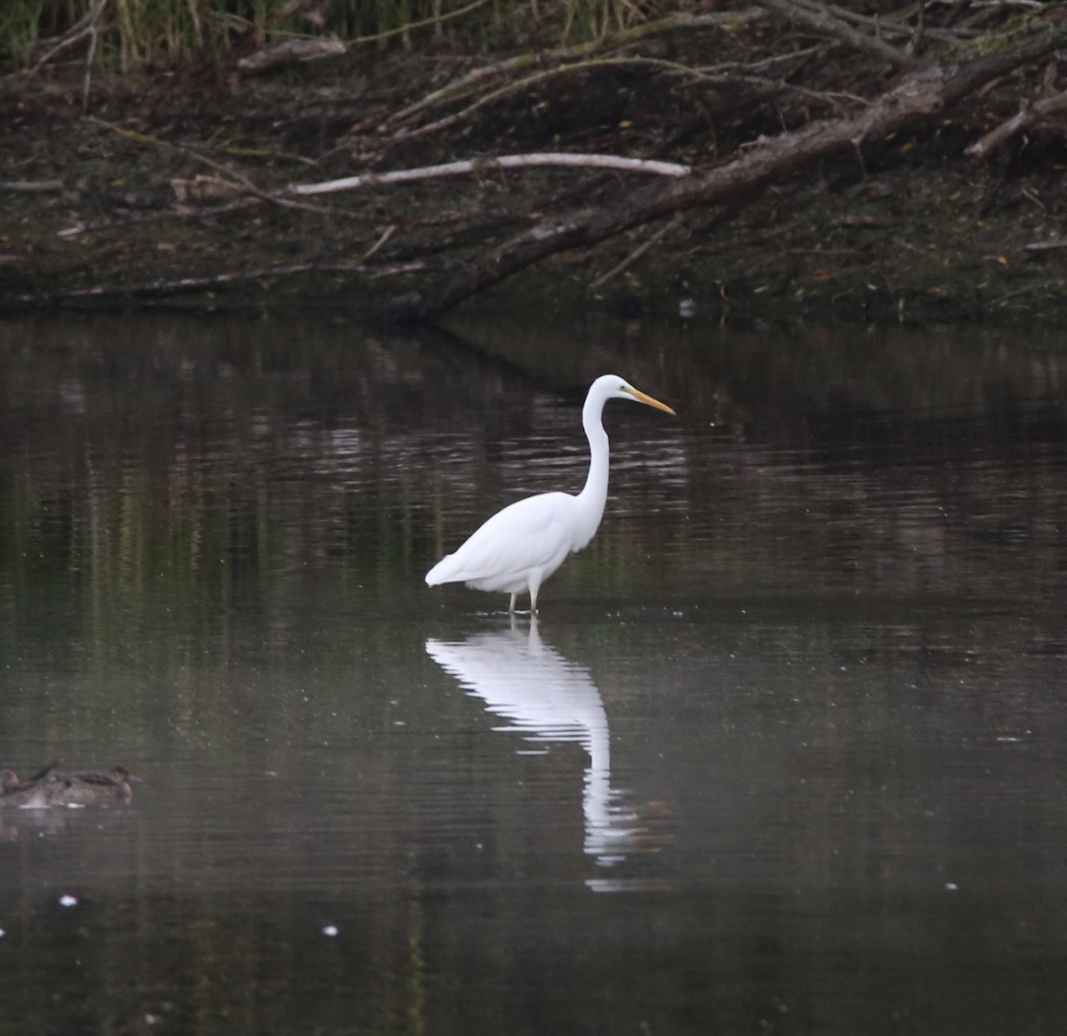 Цасч дэглий - ML631018517