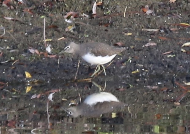 Цагаан сүүлт хөгчүү - ML631018534