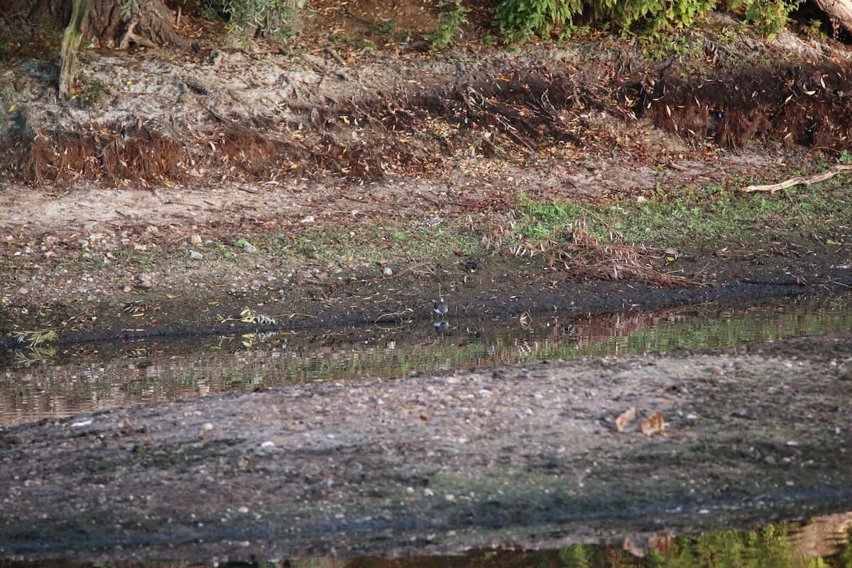 Цагаан сүүлт хөгчүү - ML631018547