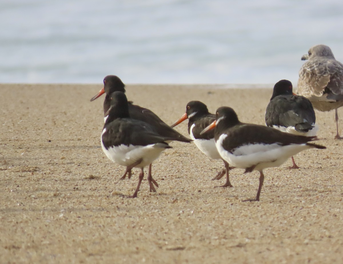 Eurasian Oystercatcher - ML631018571
