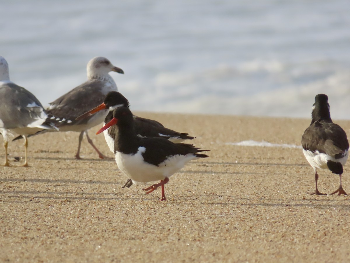 Eurasian Oystercatcher - ML631018572