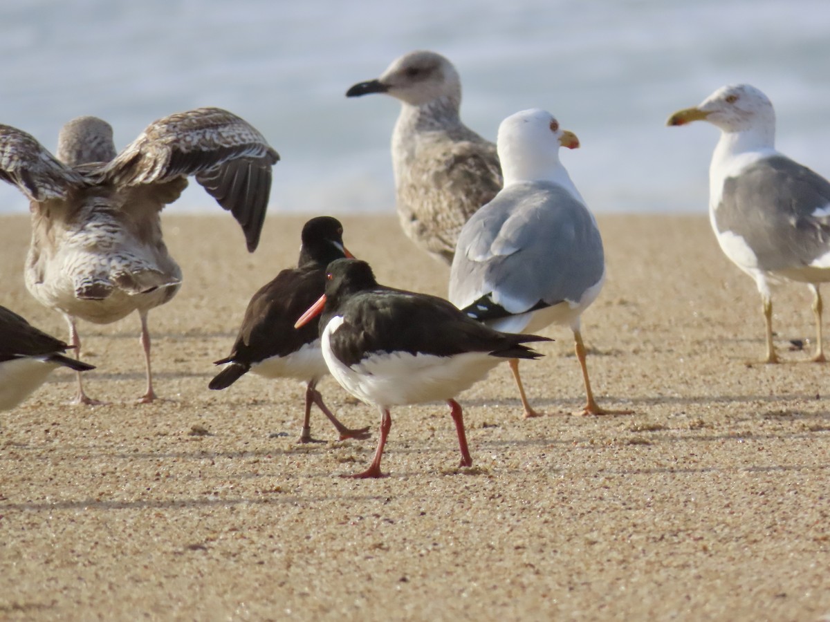 Eurasian Oystercatcher - ML631018573