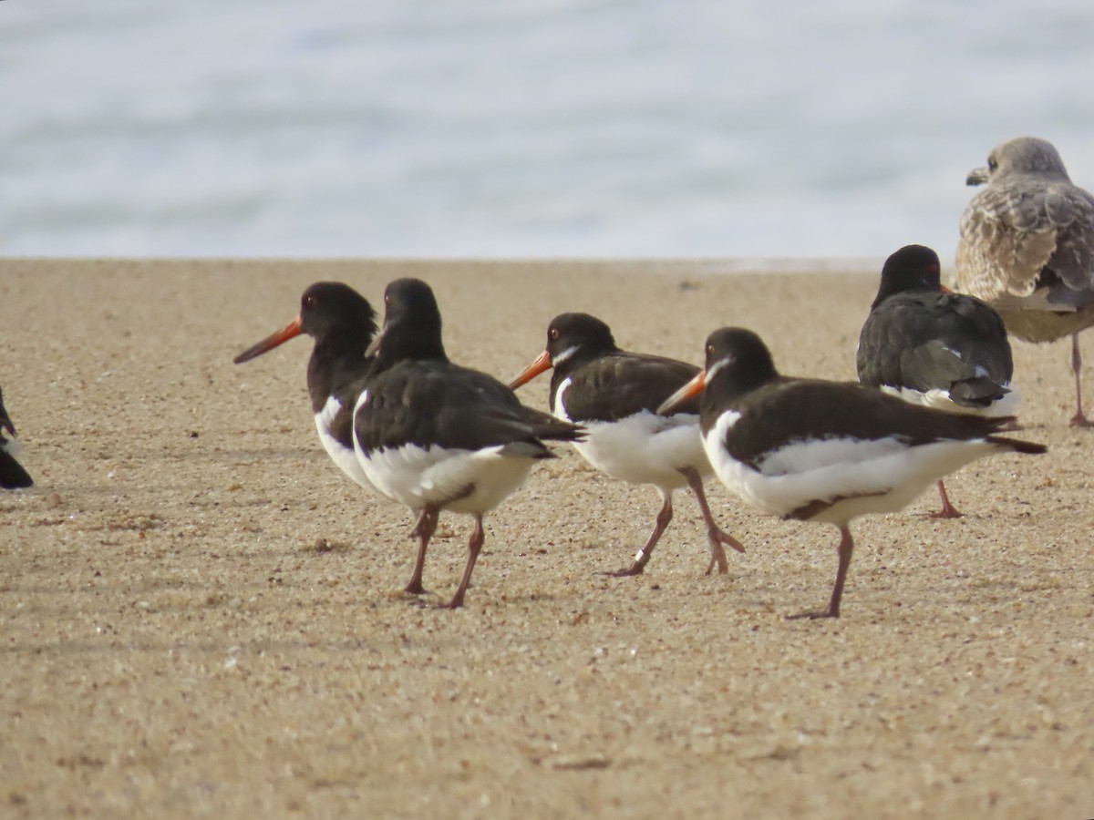 Eurasian Oystercatcher - ML631018575