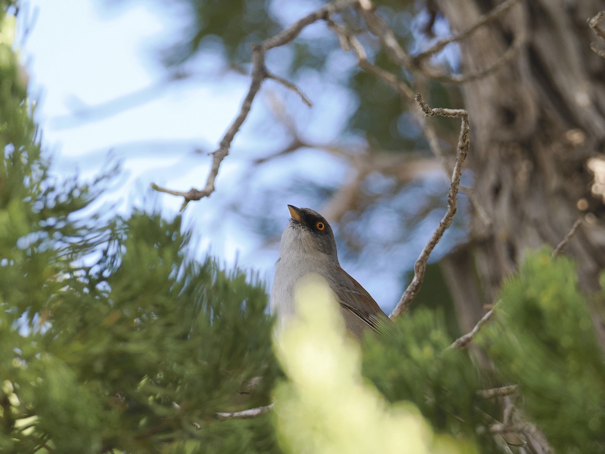 Yellow-eyed Junco - ML631018652
