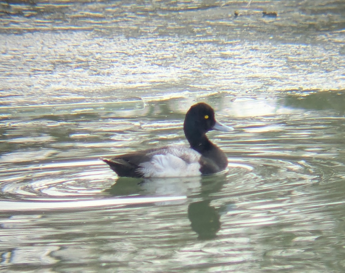 Lesser Scaup - ML631018779