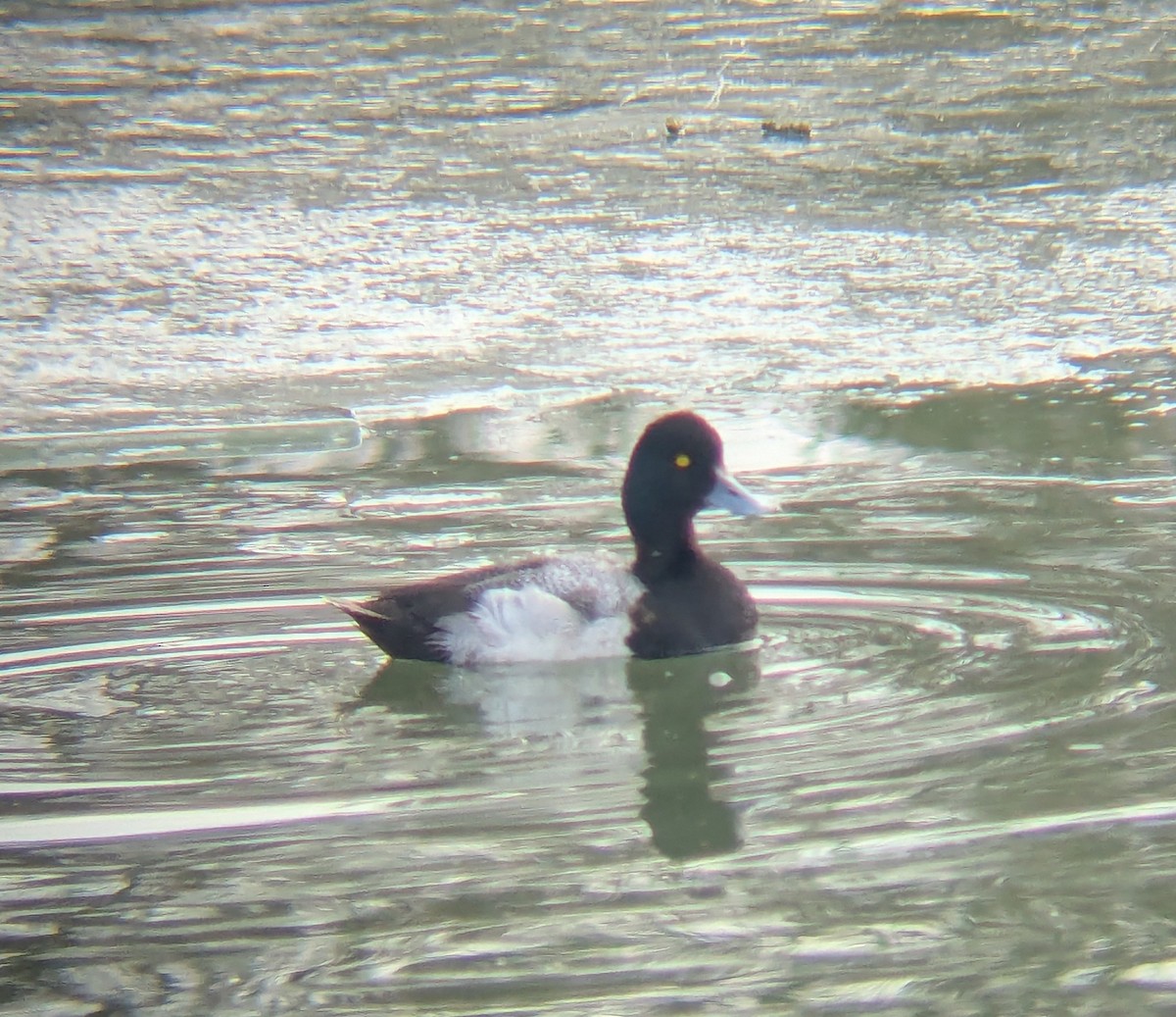 Lesser Scaup - ML631018780