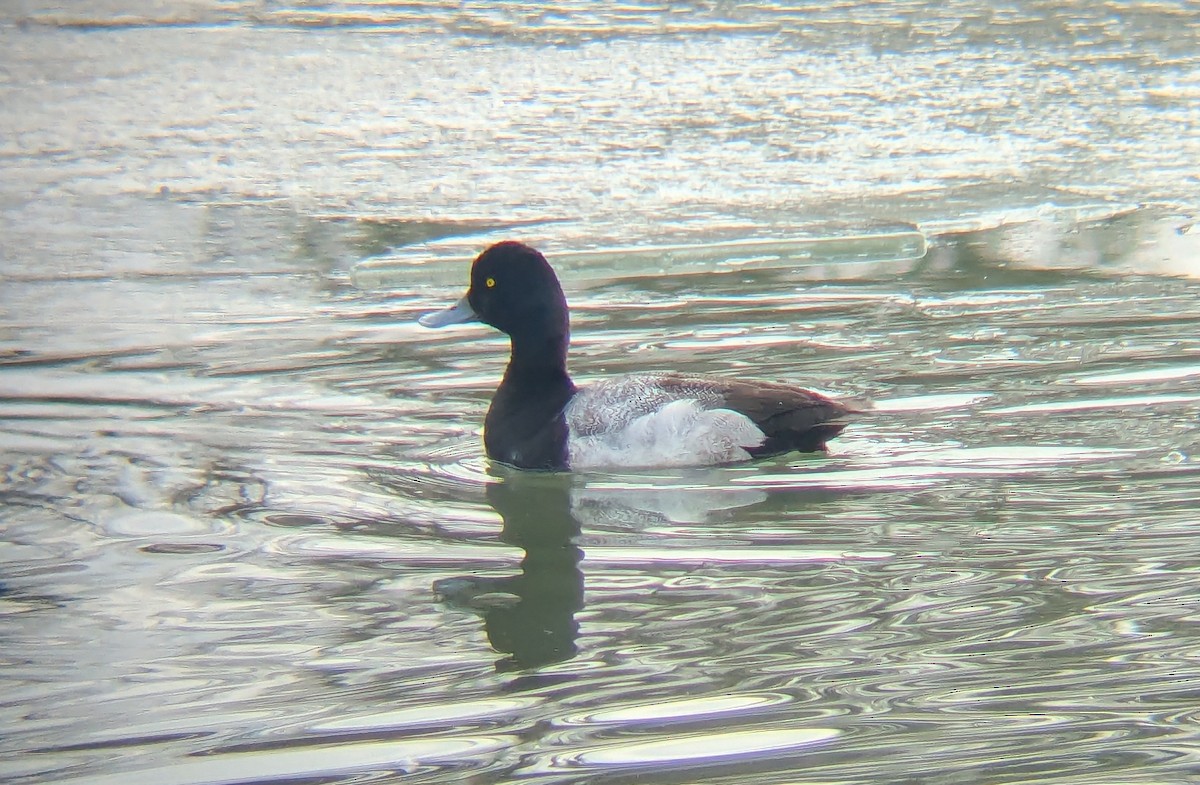 Lesser Scaup - ML631018781