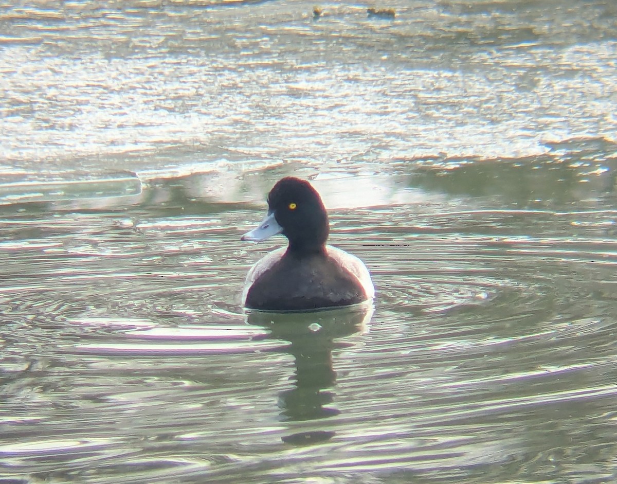 Lesser Scaup - ML631018782