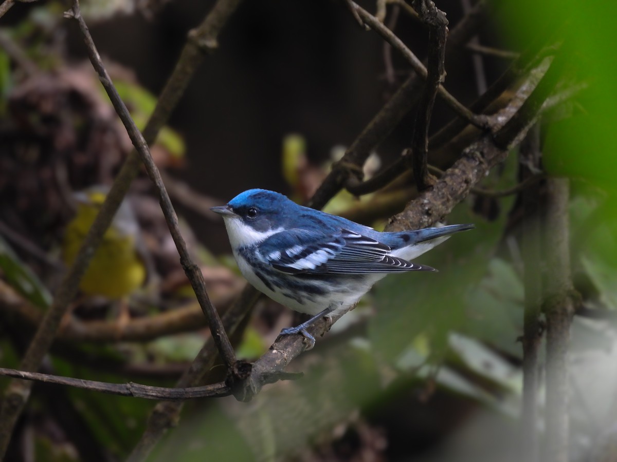 Пісняр-лісовик блакитний - ML631018805