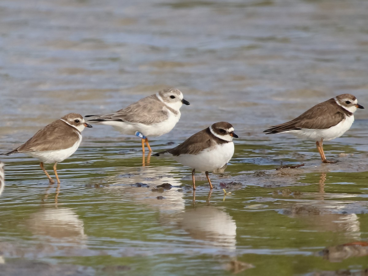 Piping Plover - ML631018809