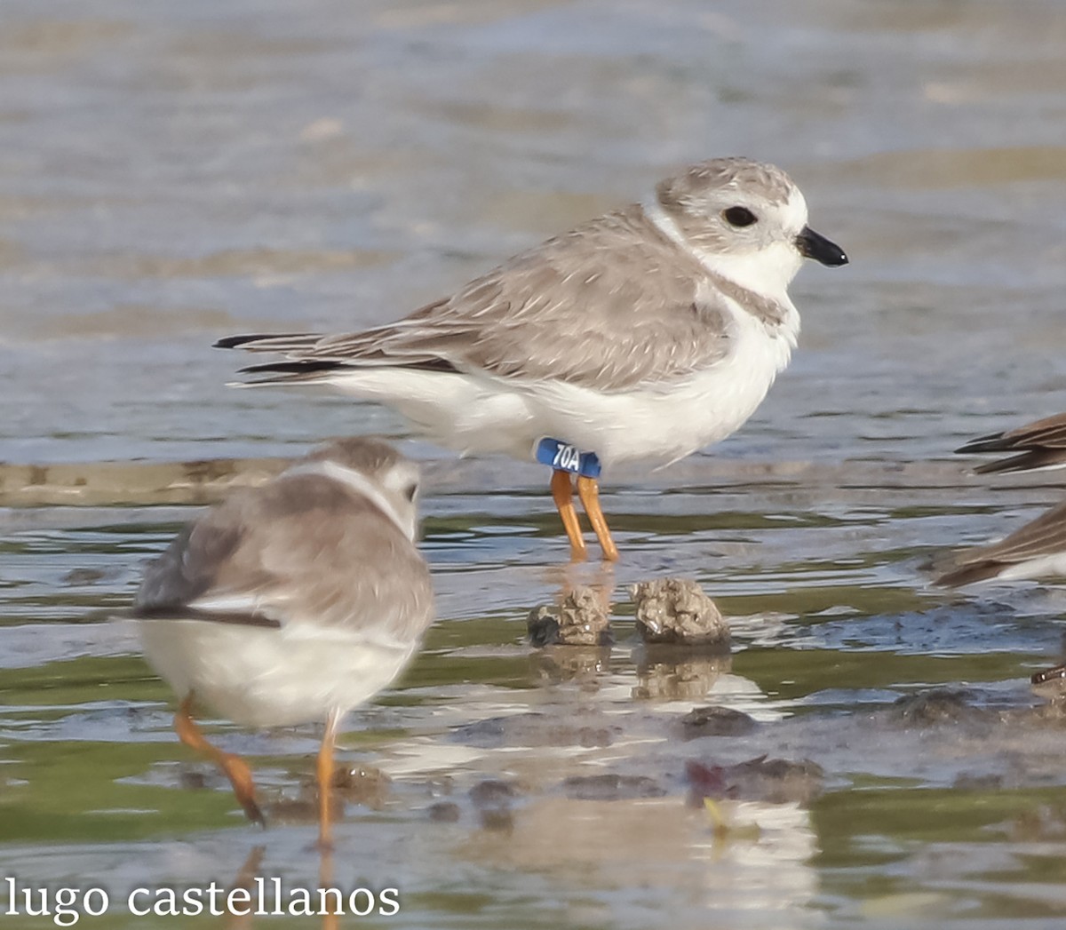 Piping Plover - ML631018810