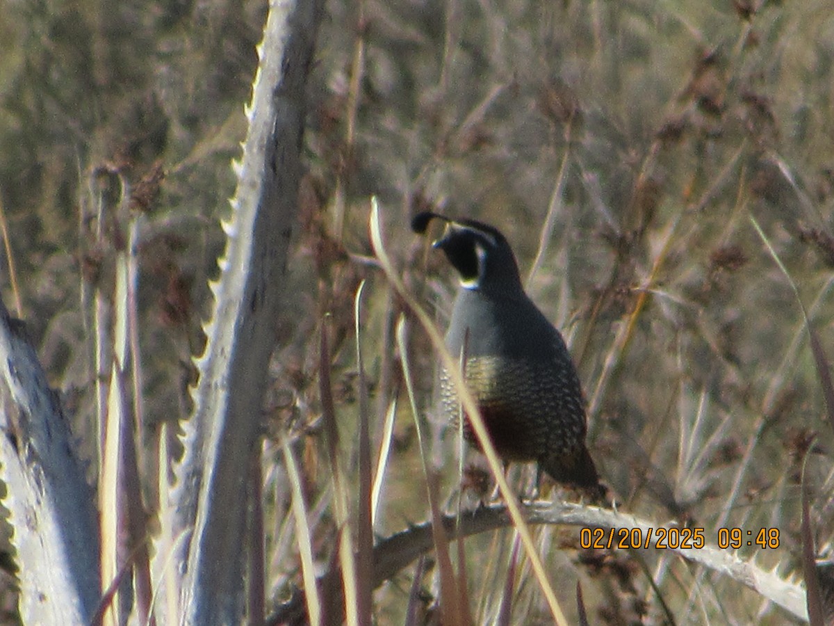 California Quail - ML631018914