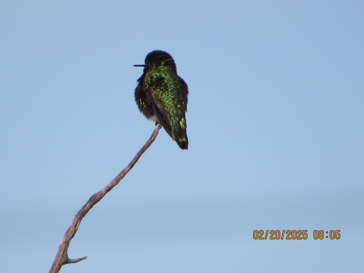 Anna's Hummingbird - ML631018951
