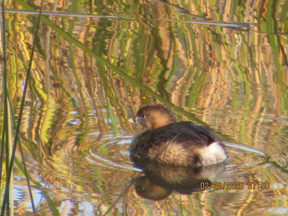 Pied-billed Grebe - ML631019025