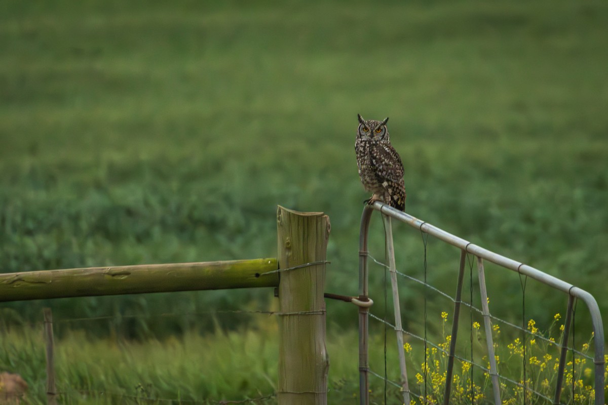 Spotted Eagle-Owl - Antonio Rodriguez-Sinovas
