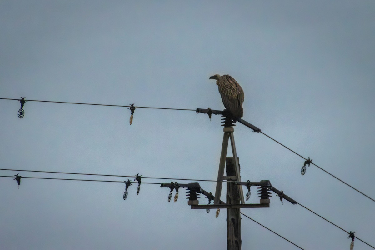 Cape Griffon - Antonio Rodriguez-Sinovas