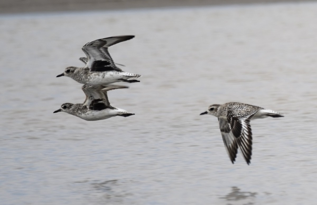 Black-bellied Plover - ML631019222