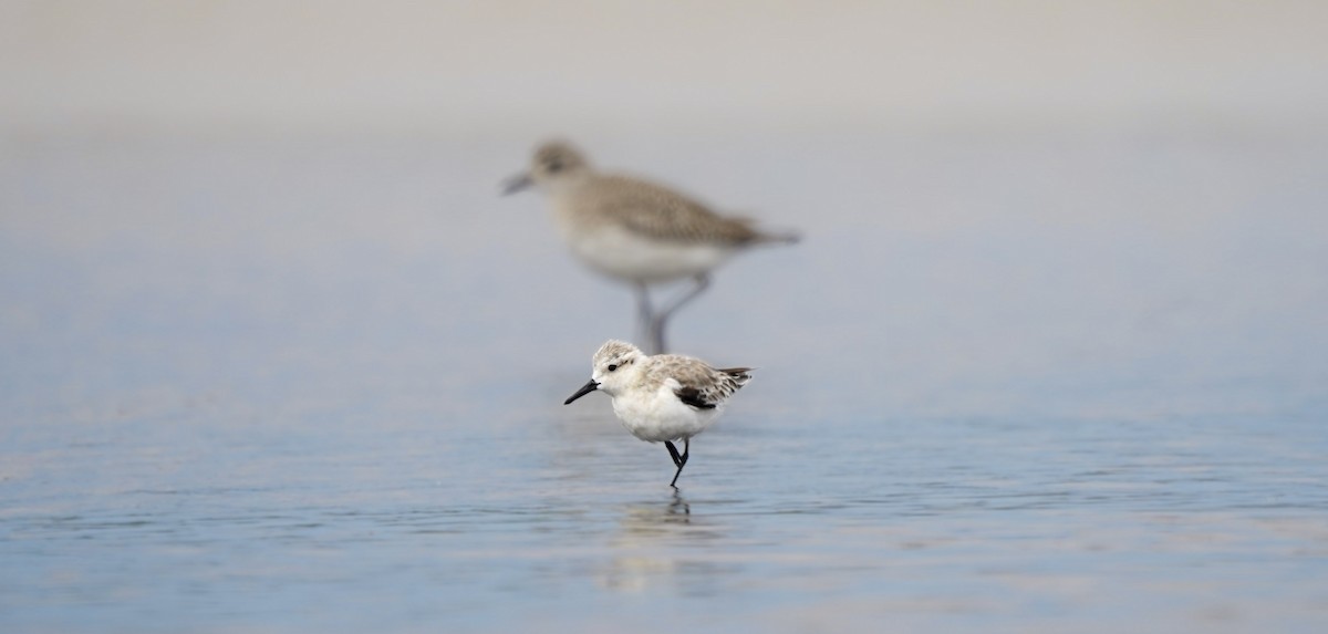 Sanderling - ML631019260