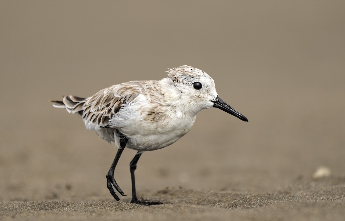 Sanderling - ML631019261