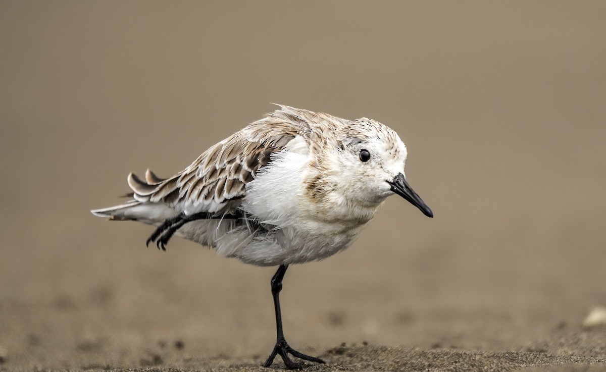 Sanderling - ML631019264
