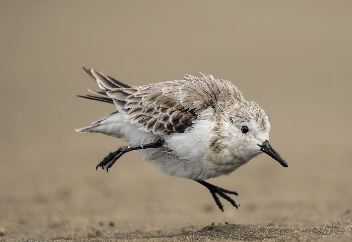 Sanderling - ML631019265