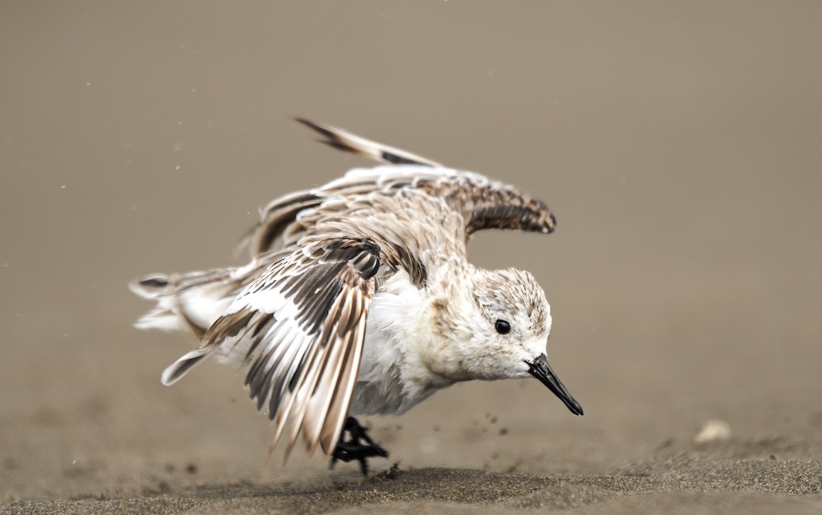 Sanderling - ML631019266