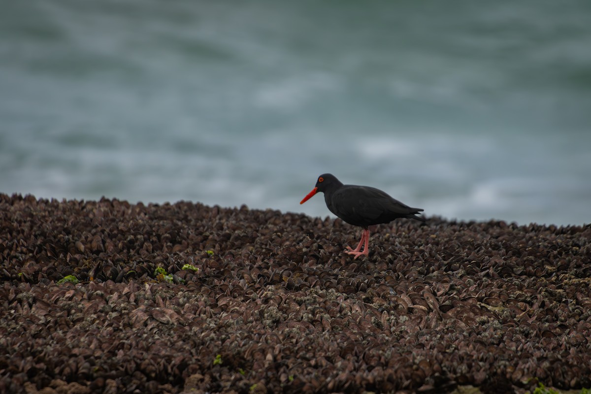 African Oystercatcher - Antonio Rodriguez-Sinovas