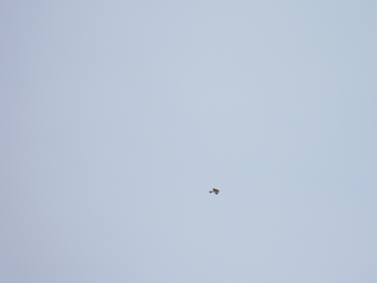 Cave Swallow - ML631019418