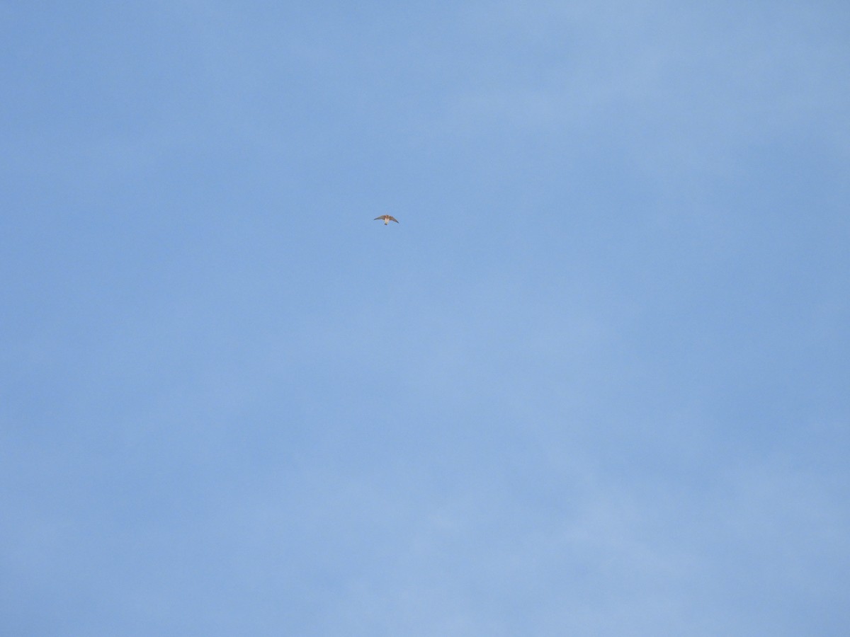 Cave Swallow - ML631019419