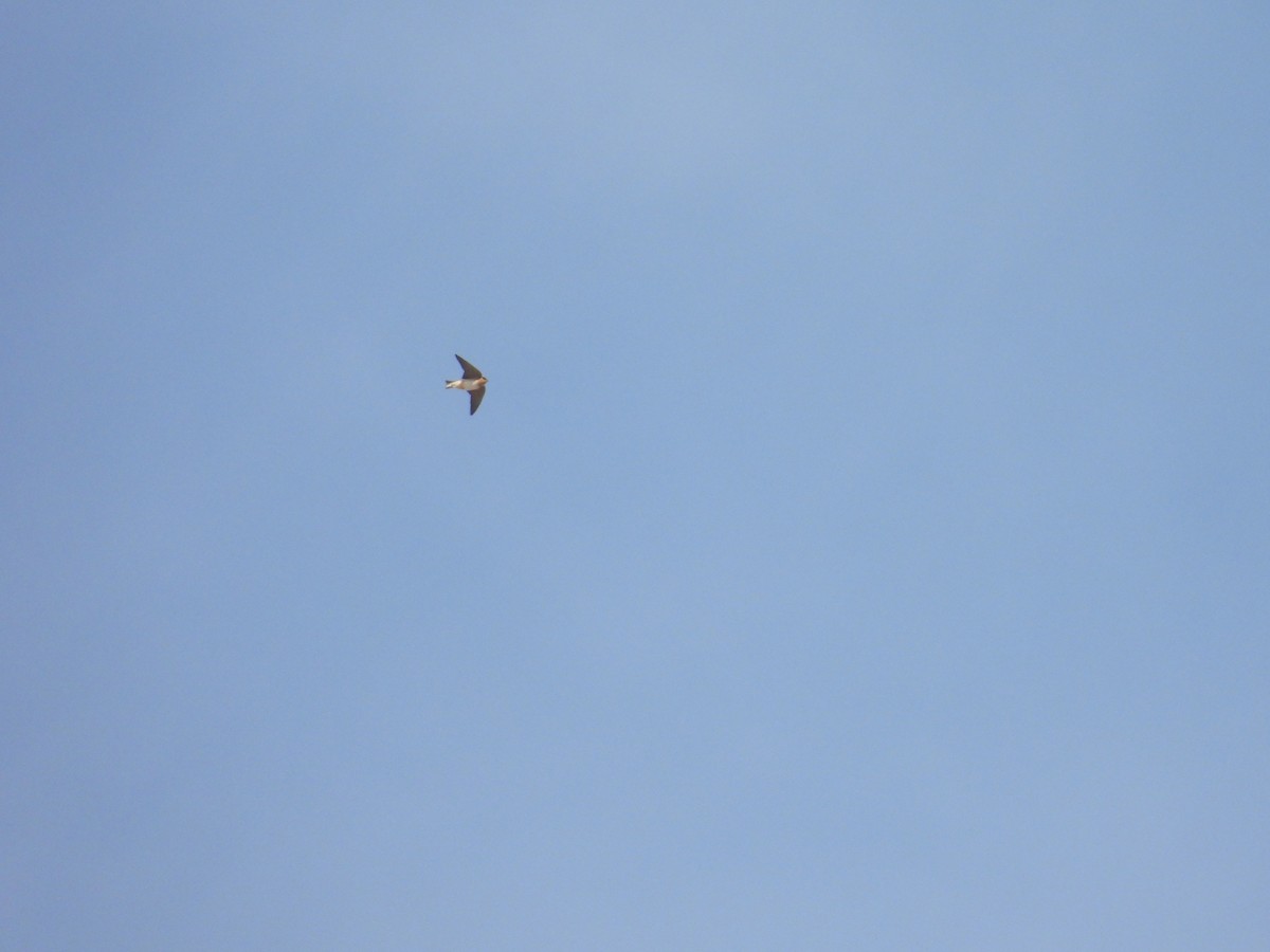 Cave Swallow - ML631019420