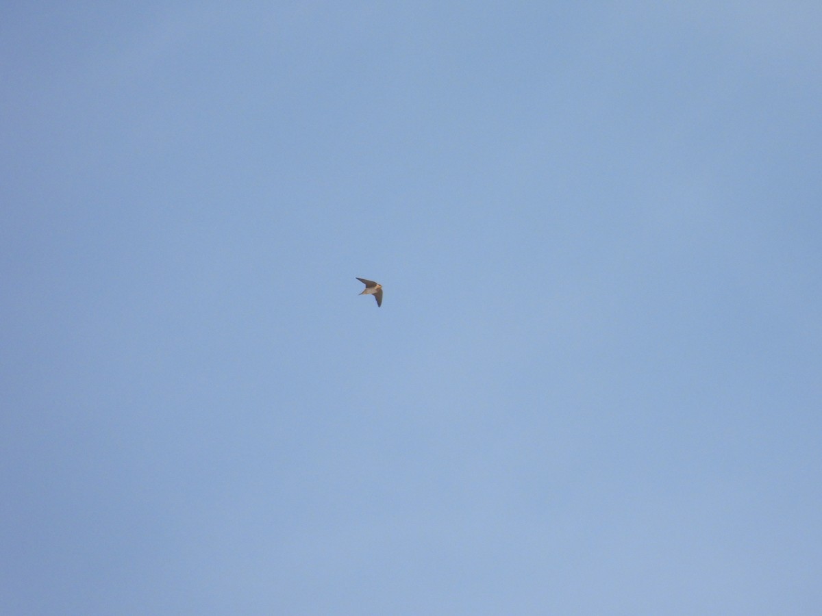 Cave Swallow - ML631019421