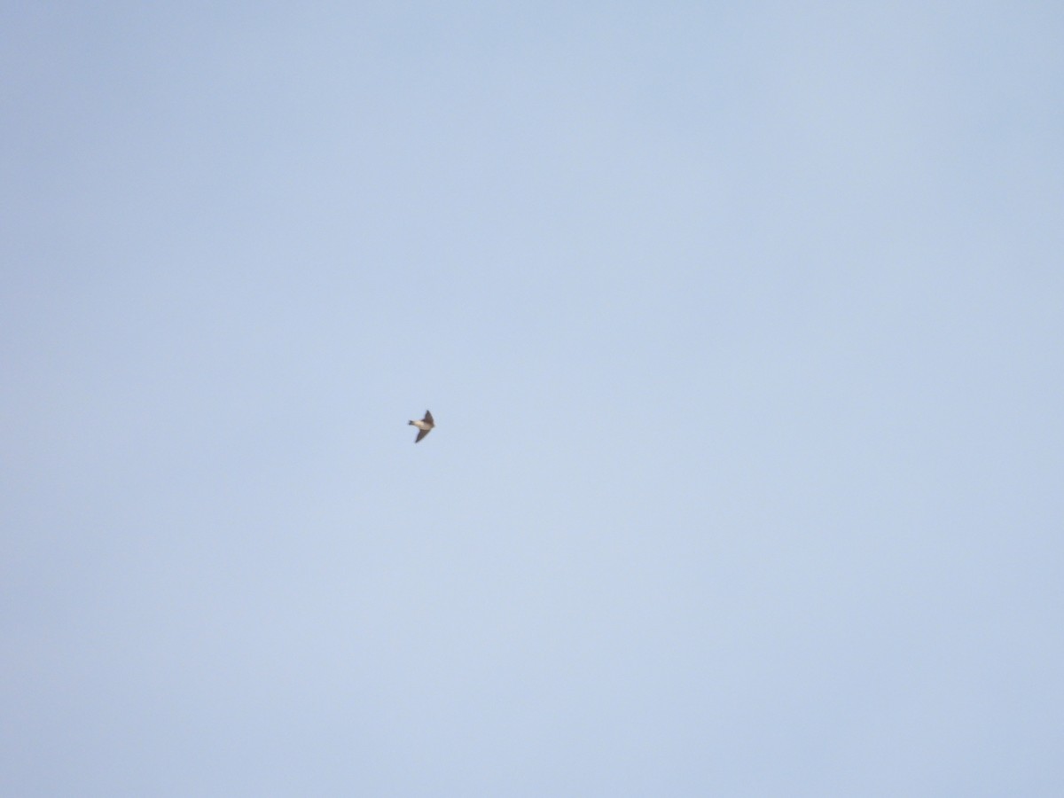 Cave Swallow - ML631019422