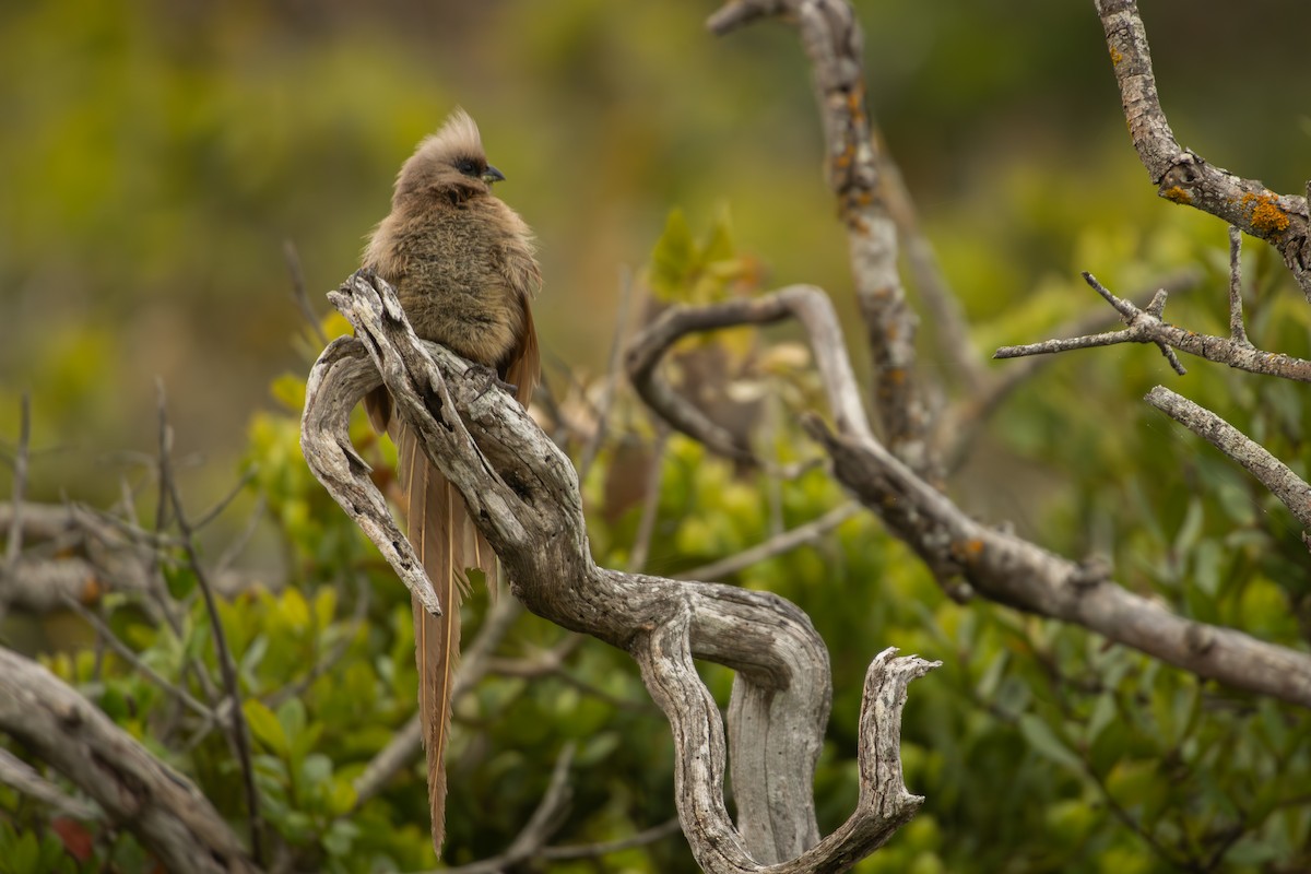 Speckled Mousebird - Antonio Rodriguez-Sinovas