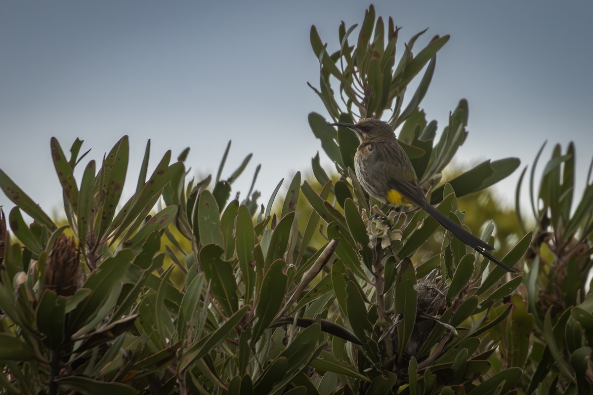 Cape Sugarbird - Antonio Rodriguez-Sinovas