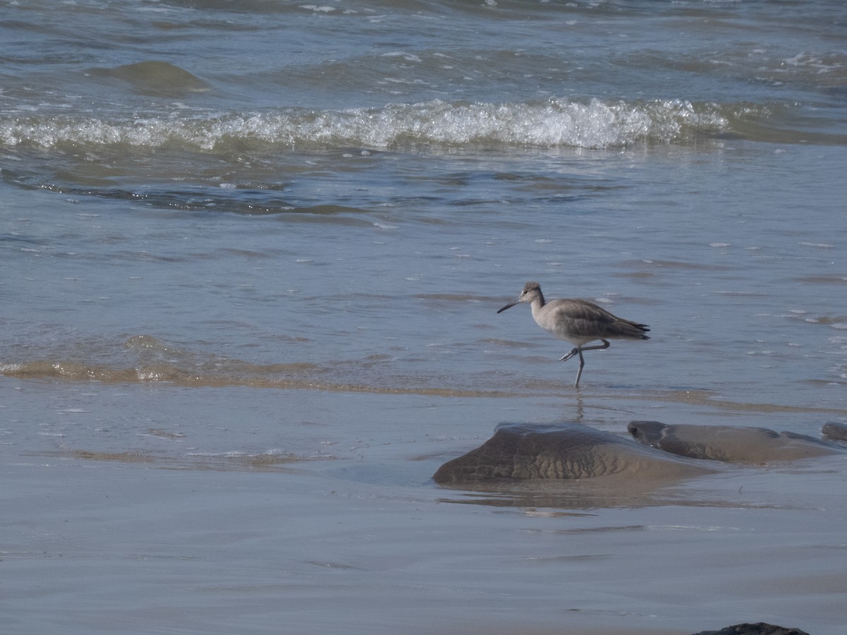 vodouš břehoušovitý - ML631019636