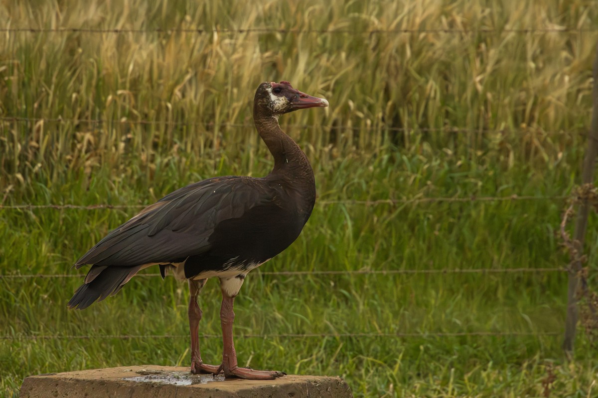Spur-winged Goose - Antonio Rodriguez-Sinovas